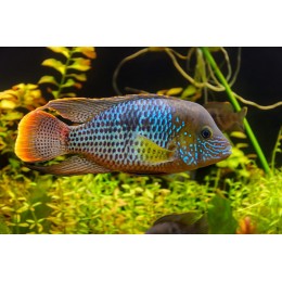 Акара бирюзовая (Aequidens pulcher)
