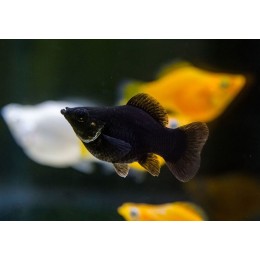 Моллинезия Баллон Чёрная (Poecilia latipinna sp. ballon)