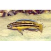 Юлидохромис реган кипили (Julidochromis regani var. "Kipili)