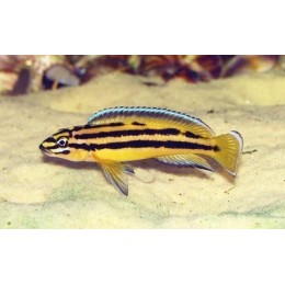 Юлидохромис реган кипили (Julidochromis regani var. "Kipili)