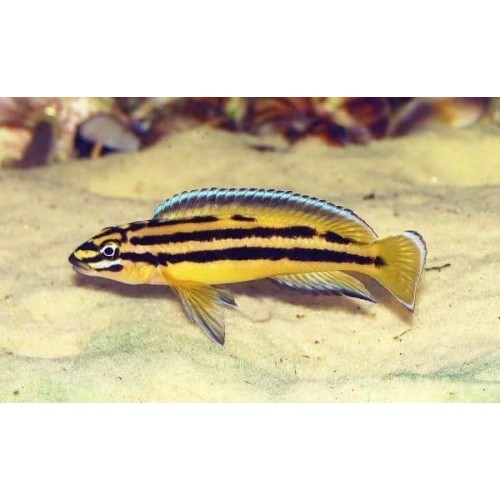 Юлидохромис реган кипили (Julidochromis regani var. "Kipili)