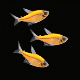 Пристелла GLO оранжевая (Pristella maxillaris Orange Glo)