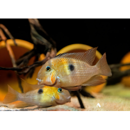 Гвинакара Овроевефи (Guianacara Owroewefi)
