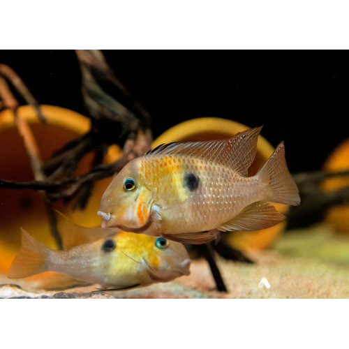 Гвинакара Овроевефи (Guianacara Owroewefi)