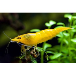 Креветка Жёлтый Огонь (Neocaridina davidi "Yellow Fire")
