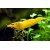 Креветка Жёлтый Огонь (Neocaridina davidi "Yellow Fire")