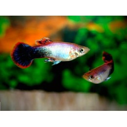 Гуппи Вельвет (Poecilia reticulata Tuxedo)