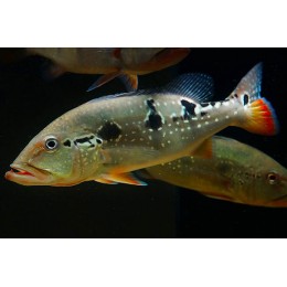 Цихла пинима (Cichla pinima)