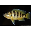 Неолампрологус Сексфасциатус шестиполосый золотой (Neolamprologus Sexfasciatus "Gold")