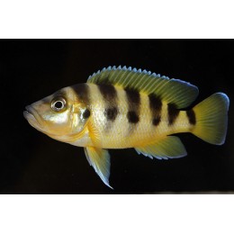 Неолампрологус Сексфасциатус шестиполосый золотой (Neolamprologus Sexfasciatus "Gold")