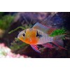 Апистограмма Боливийская бабочка (Mikrogeophagus altispinosus)