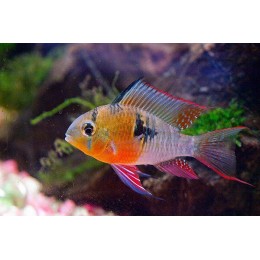 Апистограмма Боливийская бабочка (Mikrogeophagus altispinosus)