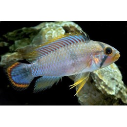Апистограмма Пандуро (Apistogramma panduro)