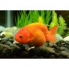 Ранчу медный (Ranchu Goldfish)