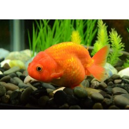 Ранчу медный (Ranchu Goldfish)