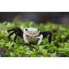 Краб панда борнео (Lepidothelphusa cognetti)