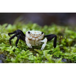 Краб панда борнео (Lepidothelphusa cognetti)