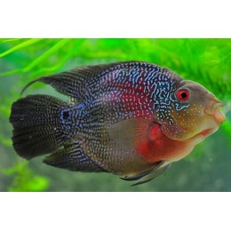 Попугай Жемчужный (Herichthys carpintis)