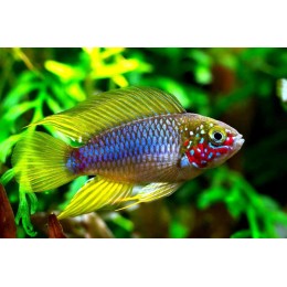 Апистограмма Борелли (Apistogramma borellii)