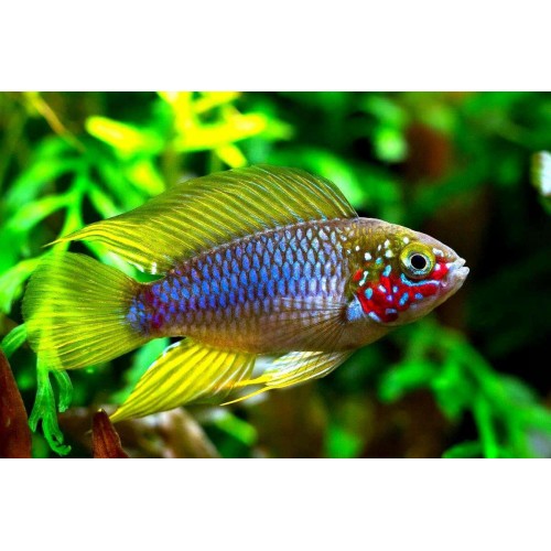 Апистограмма Борелли (Apistogramma borellii)