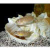 Неолампрологус бревис (Neolamprologus brevis)