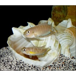 Неолампрологус бревис (Neolamprologus brevis)