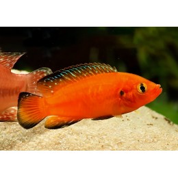 Хромис Эксул (Hemichromis exsul)