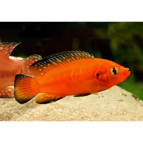 Хромис Эксул (Hemichromis exsul)