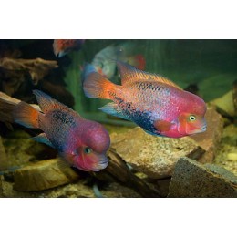 Цихлазома Вьеха красная(Cichlasoma synspilum)