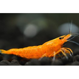 Креветка Оранжевая Сакура (Neocaridina davidi "Orange Sakura")