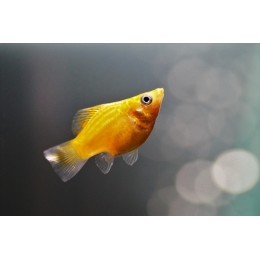 Моллинезия Баллон Золотая (Poecilia latipinna sp. ballon)