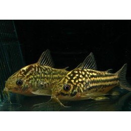 Коридорас Напоэнзис (Corydoras napoensis)