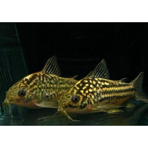 Коридорас Напоэнзис (Corydoras napoensis)