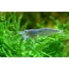 Креветка амано (Caridina multidentata)