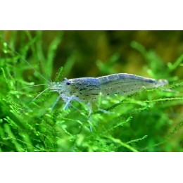 Креветка амано (Caridina multidentata)