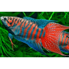 Макропод (Macropodus opercularis)