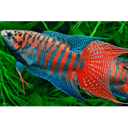 Макропод (Macropodus opercularis)