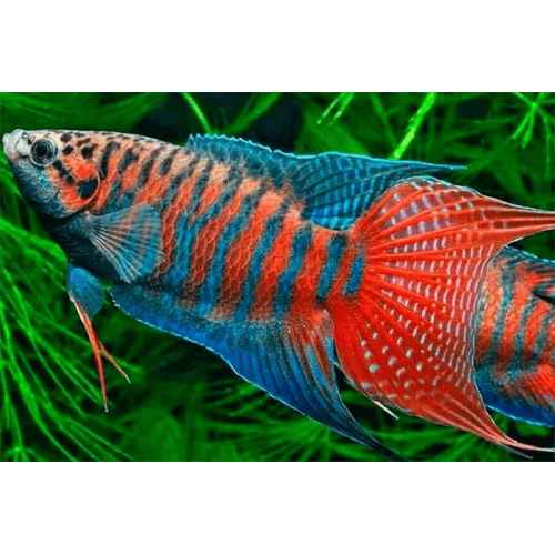 Макропод (Macropodus opercularis)