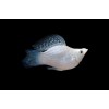 Моллинезия Баллон Серебряная (Poecilia latipinna sp. ballon)