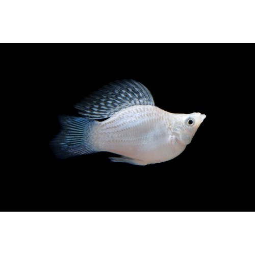 Моллинезия Баллон Серебряная (Poecilia latipinna sp. ballon)