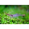 Креветка Пиноккио (Neocaridina davidi var. Pinocchio)