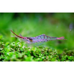 Креветка Пиноккио (Neocaridina davidi var. Pinocchio)