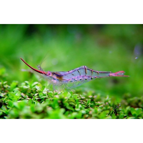 Креветка Пиноккио (Neocaridina davidi var. Pinocchio)
