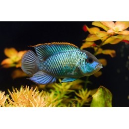 Наннакара неоновая (Nannacara neon blue)