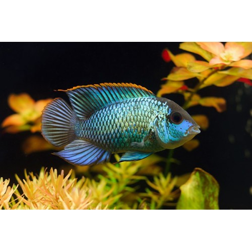 Наннакара неоновая (Nannacara neon blue)