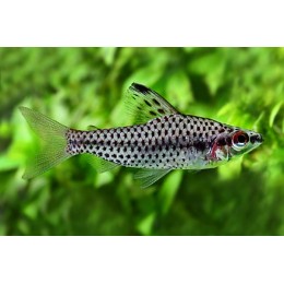 Хилодус пунктатус (Chilodus punctatus)