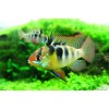 Апистограмма Рамирези (Mikrogeophagus ramirezi)