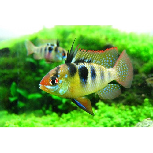 Апистограмма Рамирези (Mikrogeophagus ramirezi)