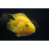 Попугай Желтый (Сichlid parrot yellow)