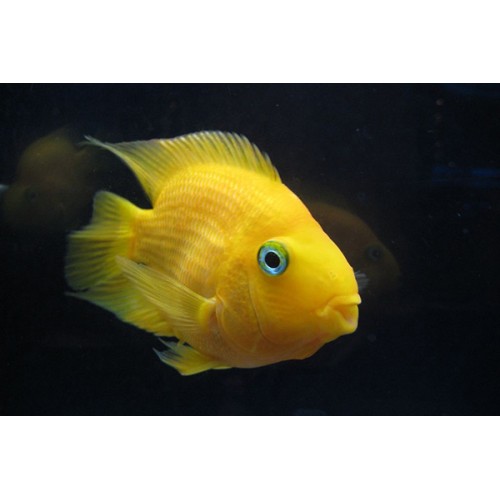 Попугай Желтый (Сichlid parrot yellow)